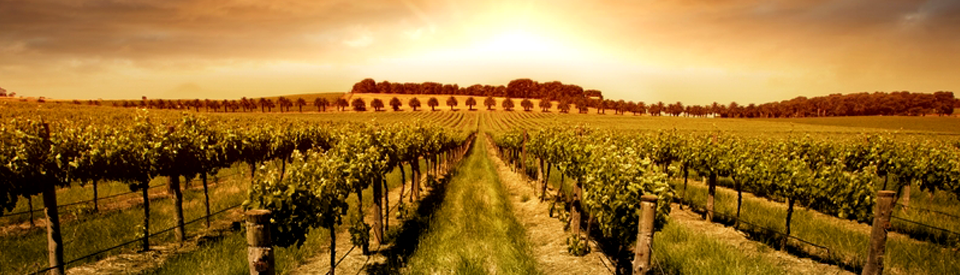 Vineyard_sunset